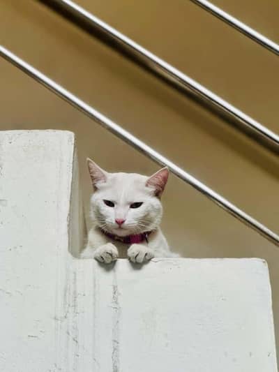 home raised cat for sale