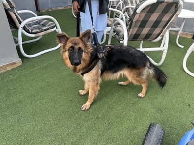 German Shepherd Female long coat