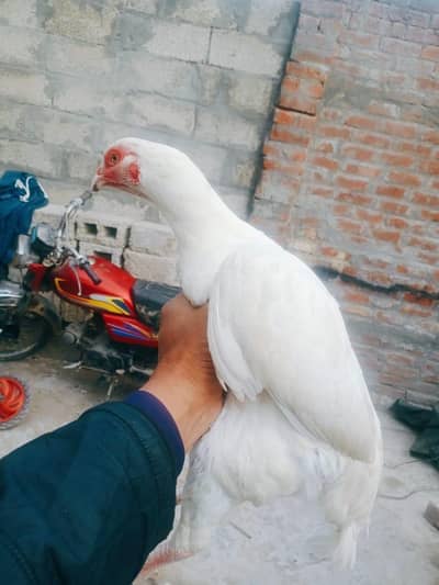 6500 ki h 03164350590