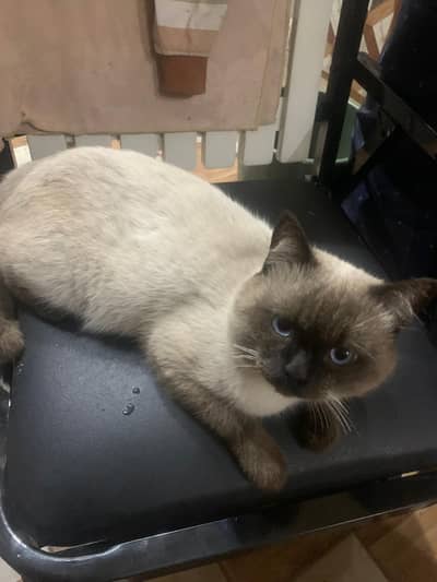 male Siamese cat for sale