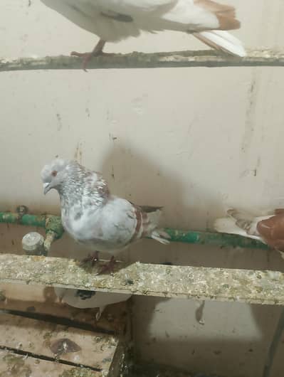 sherazi or mix fancy pigeons