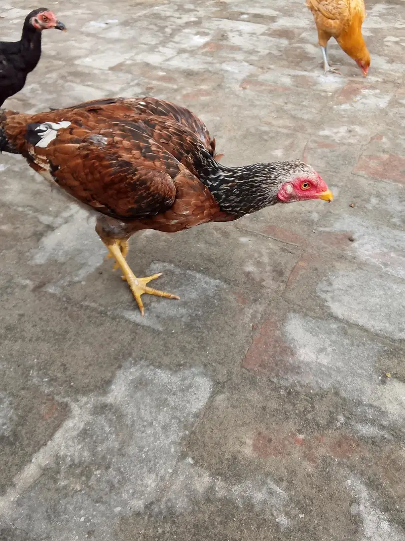 Aseel murgi — photo 2