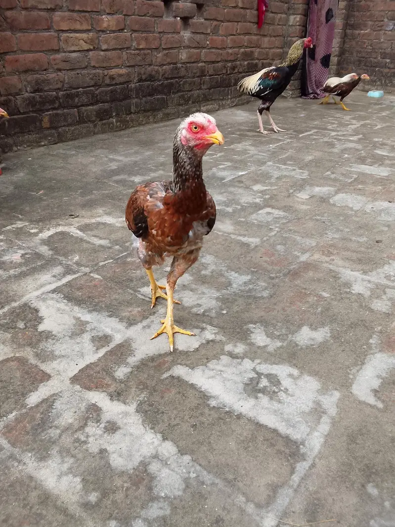 Aseel murgi — photo 5