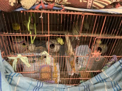 Australian parrots budgie