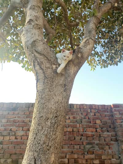 Persian cat for sale