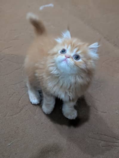 Perssian kittens are available
