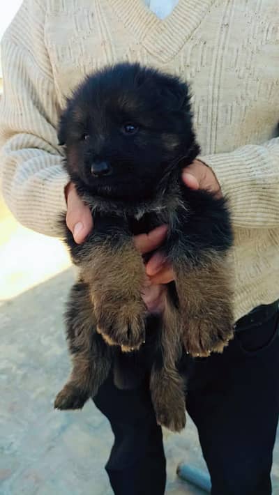 German shepherd long coat puppies high quality