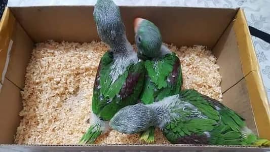 kashmiri raw parrot available 03304183613