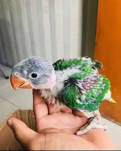 kashmiri raw parrot available 03304183613