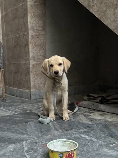 LabradOr Female puppy for sale