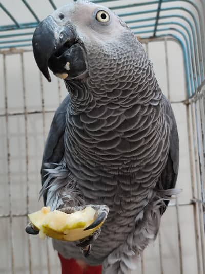 Grey Parrot Female