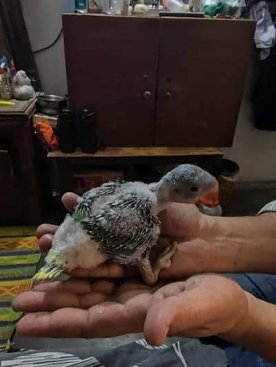 raw parrot baby