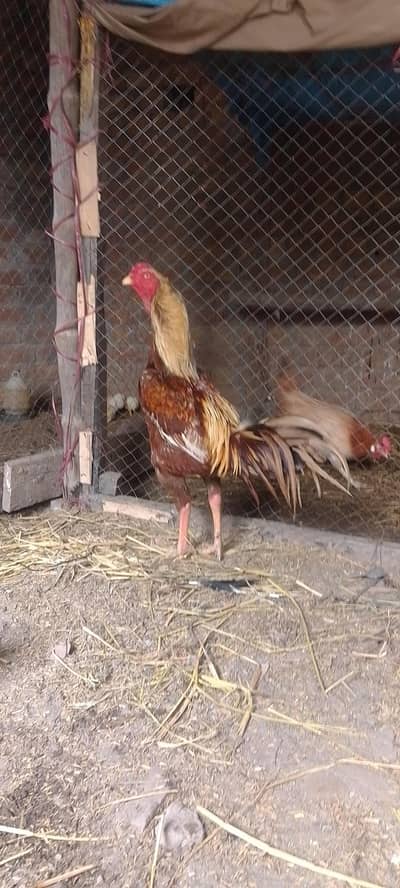 Aseel Murga for Sale urgent