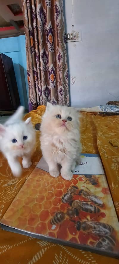 percian kitten triple coated 0310 2044458