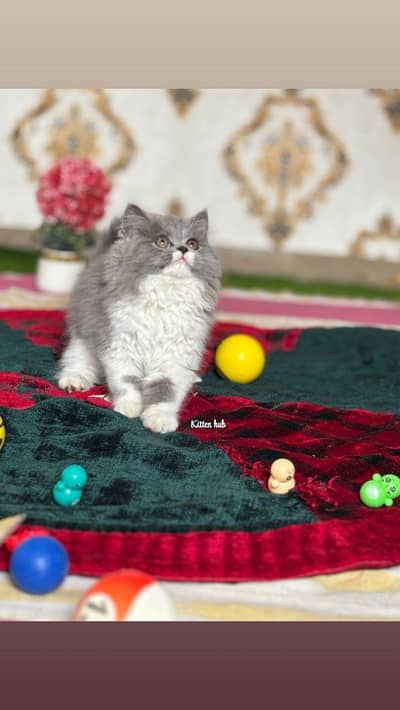 white persian kittens | tripple coat | kittens | cat | kittens