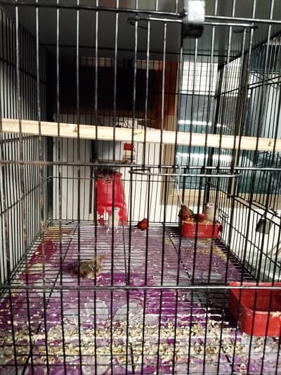 strawberry Finch 2+ years age