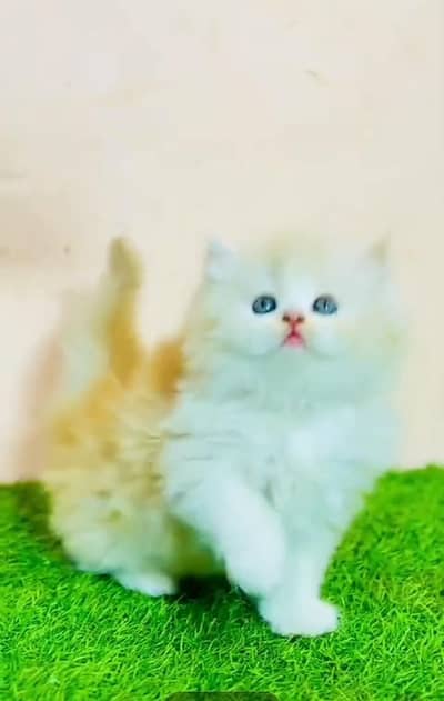 Persian Cat. Kittens for Sale may WhatsApp 03126762031