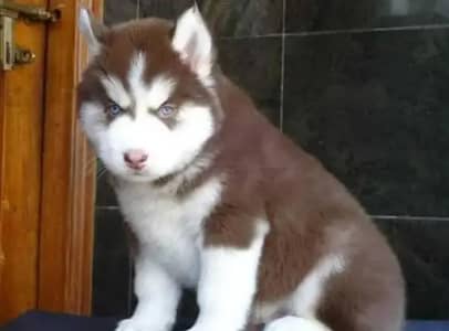 Siberian husky puppies 03425137217