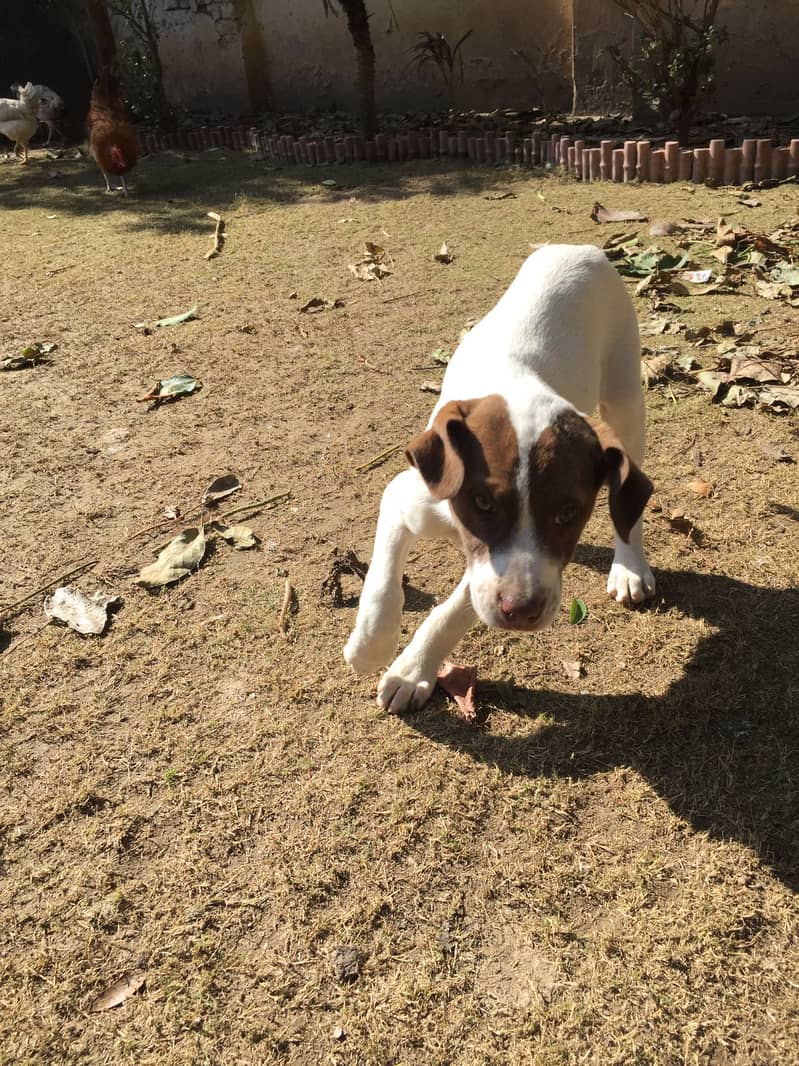 Pointer pair age 4 months 1