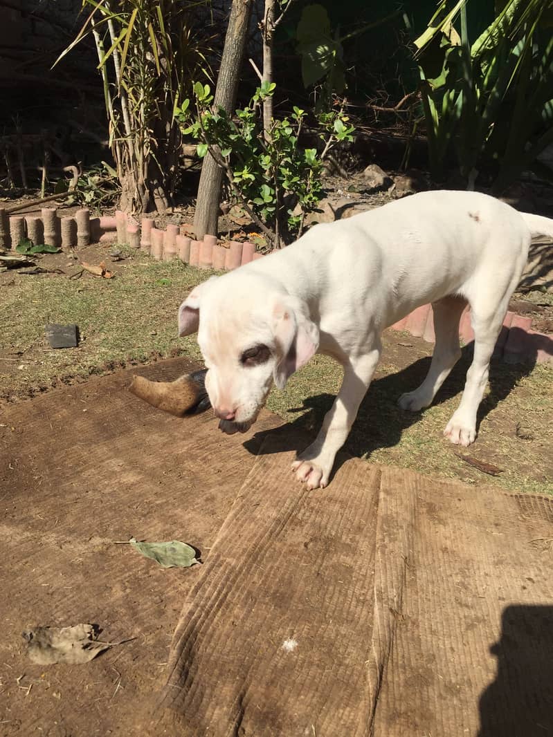 Pointer pair age 4 months 4