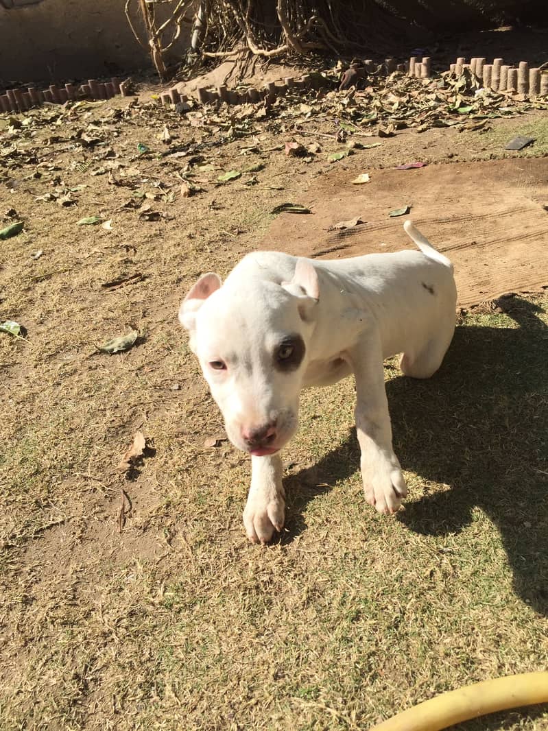 Pointer pair age 4 months 5