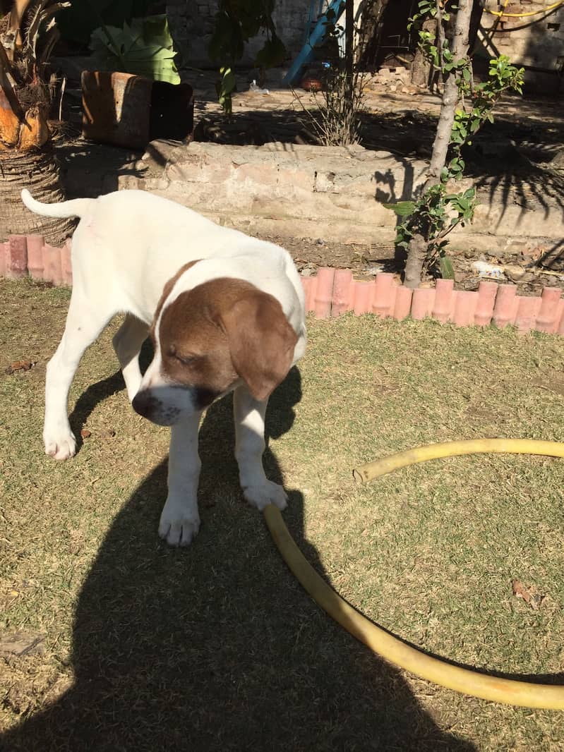 Pointer pair age 4 months 6