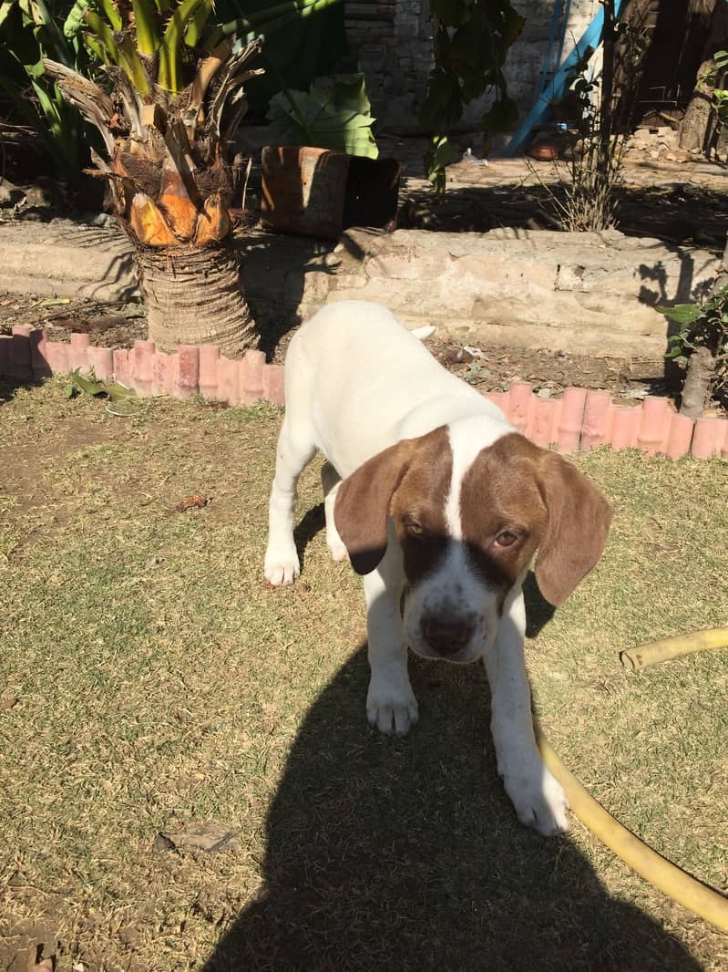 Pointer pair age 4 months 7