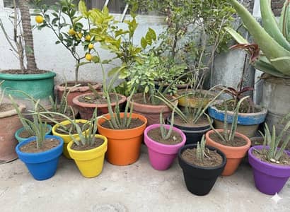 Aloe Vera plant for sale