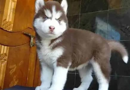 Siberian husky puppies
