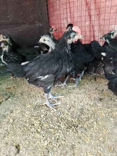 Australorp chicks