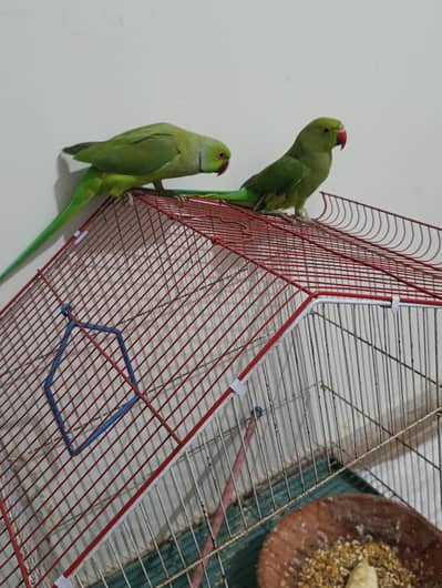 green ringneck pair