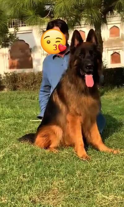 long coat king size mail available 27 month age for sale