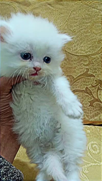 Persian Triple coat catts