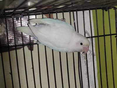 Lovebird 4 piece sale exchange