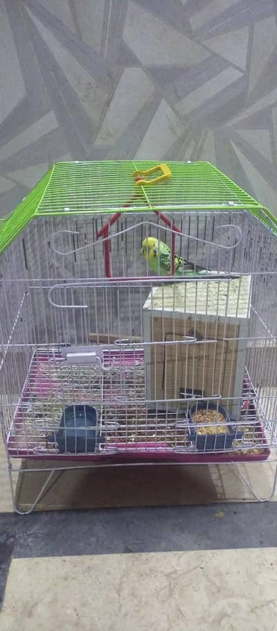 Australian parrot with cave