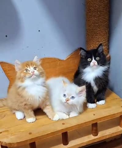 Persian Cat. Kittens for Sale may WhatsApp 03126762031