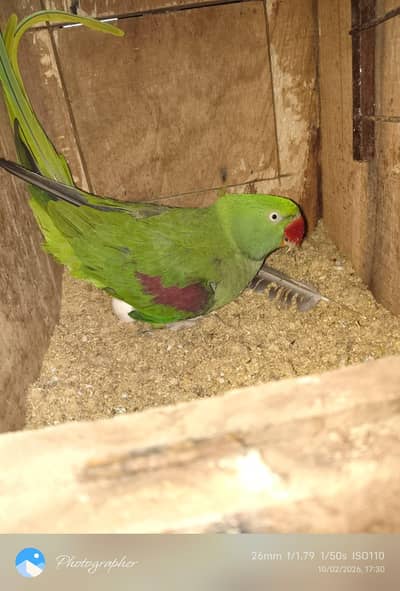 Kashmiri Raw Parrot Full Breeder pair