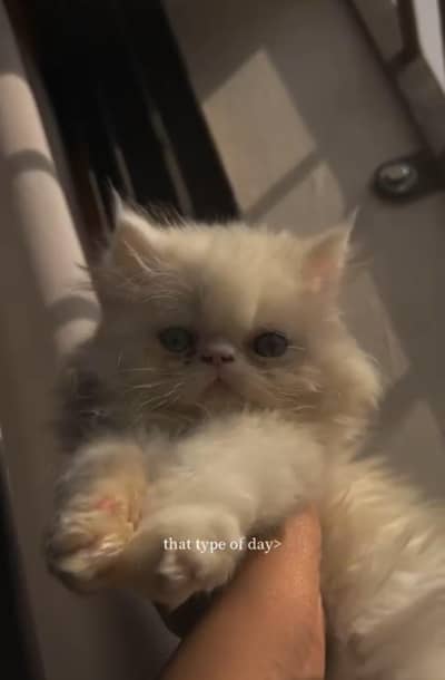 Persian Triple coated odd eyes