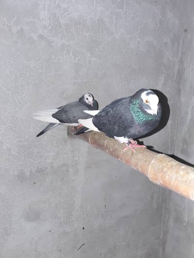 Dabaz pigeons for sale.