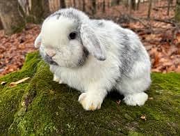 Rabbits | Bunnies | Holland Lop Rabbits | rabbits / Bunnies For Sale