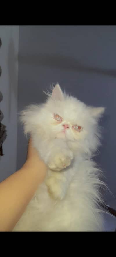 PERSIAN PIKI FACE KITTEN CAT