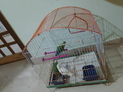 albino black eye and rosicoli