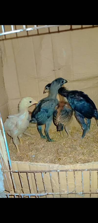 Bule Dragon White Heera Black Thai Brown Burmi Chick's 03706073028