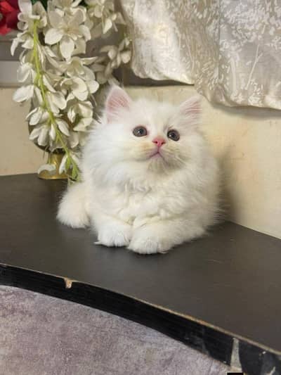 Persian good breed kittens avail. WhatsAp=O310-3699468