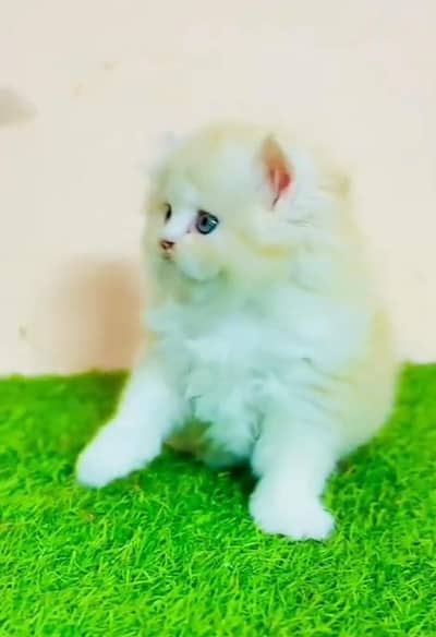 Persian Cat. Kittens for Sale may WhatsApp 03126762031
