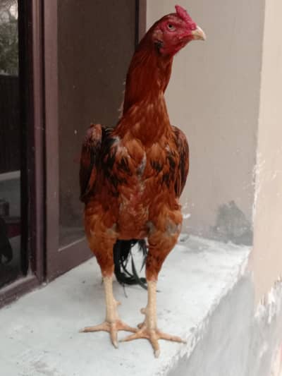 seal murga for sale colour vitamin a Madhavi sadish tyag hai