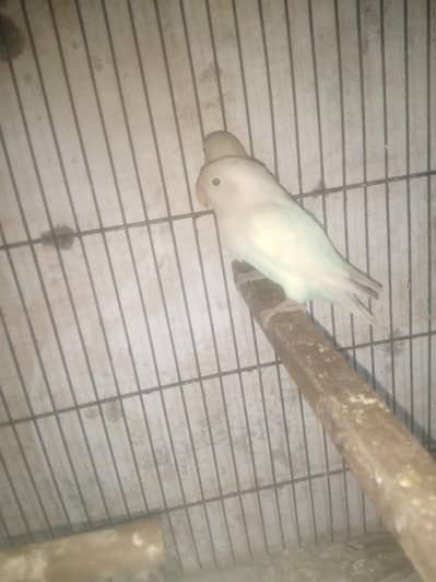 cocktail breeder pairs and love birds