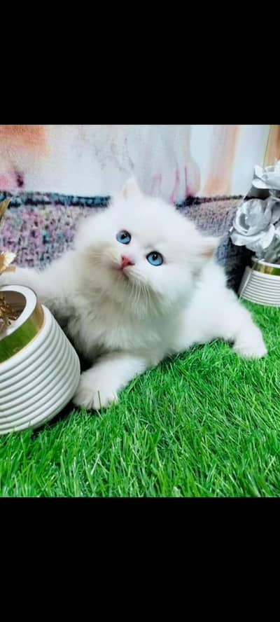 PERSIAN KITTEN FOR SALE ONLY CONTACT WHATUP 03177853422