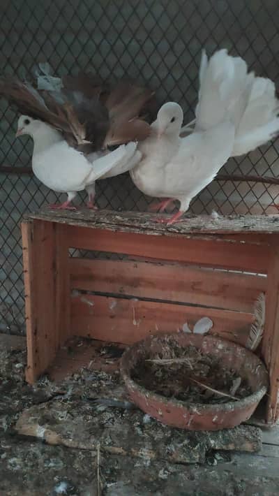 Black and Brown tail breeder pairs