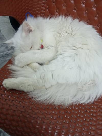 Odd eyes Persian female cat